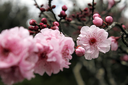 Sakura, Cherry Blossom thumbnail