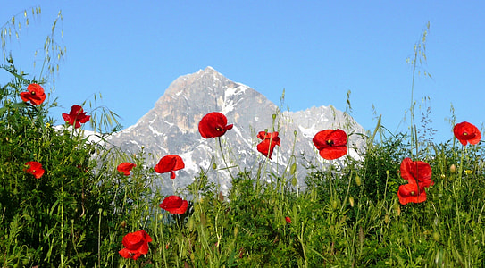 field of red petal flowers thumbnail
