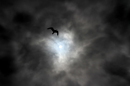 silhouette of seagull flying midair under dark clouds during daytime thumbnail