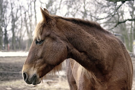 brown horse thumbnail