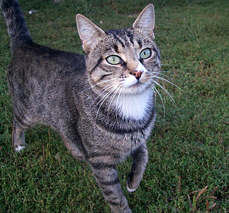 brown tabby cat on green grass thumbnail
