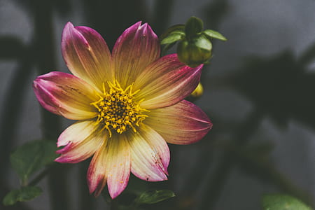 selective focus photography of white-and-red Wedelia flower thumbnail