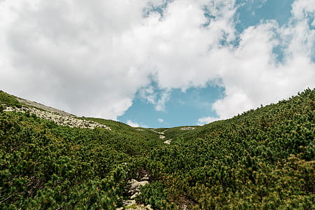The forest and blue sky background scenery thumbnail