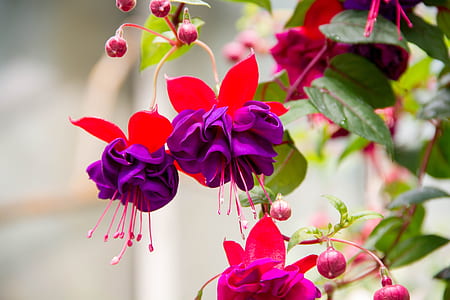 close-up photo of red-and-purple fuchsia flowers thumbnail