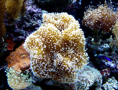 photo of coral reef thumbnail