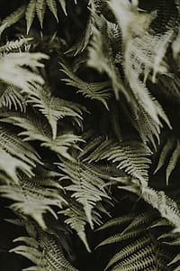 closeup photography of fern plant thumbnail