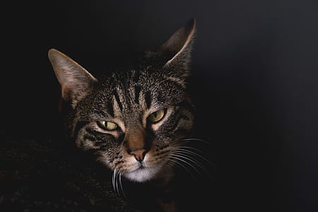 landscape photography of silver tabby cat thumbnail