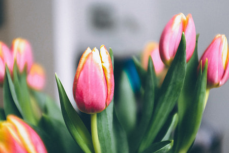 Tulips thumbnail