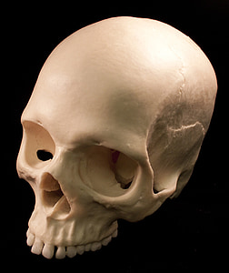 white human head skull thumbnail