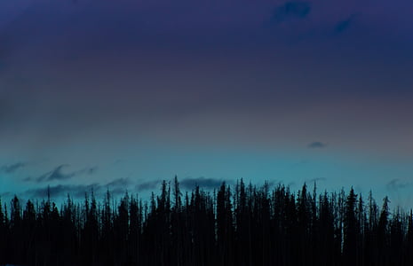 landscape photography of silhouette trees thumbnail