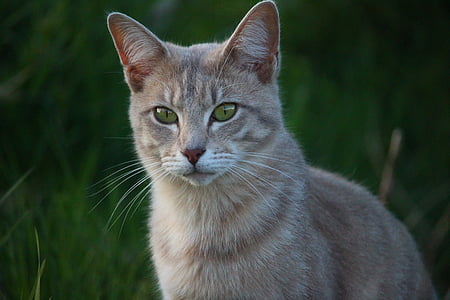 selective focus photography of brown cat thumbnail