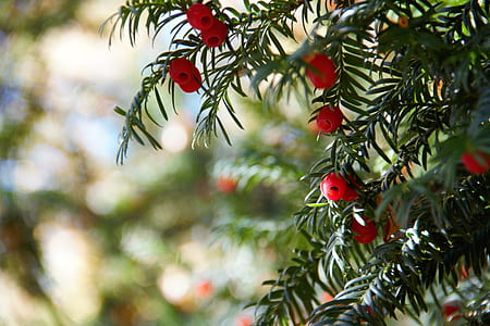 round red fruit-bearing tree outdoor thumbnail
