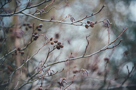 selective focus photo of brown tree thumbnail