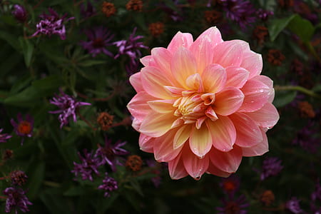 pink dahlia flower in close-up photography thumbnail