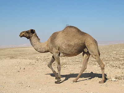 brown camel on desert during daytime thumbnail