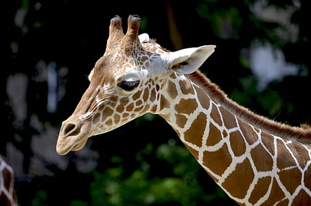 Brown Giraffe during Daytime thumbnail