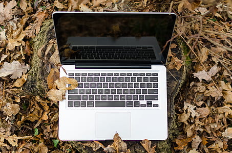 laptop, outside, technology, leaves thumbnail