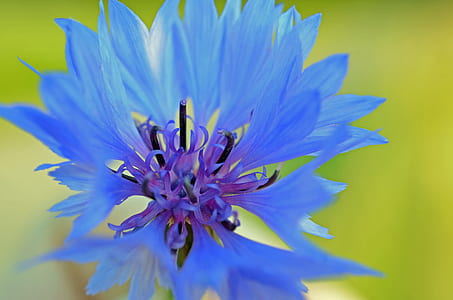 blue petaled flower blooming at daytime thumbnail