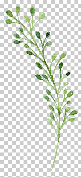 Watercolor painting Green, Watercolor flowers, green plant painting PNG clipart