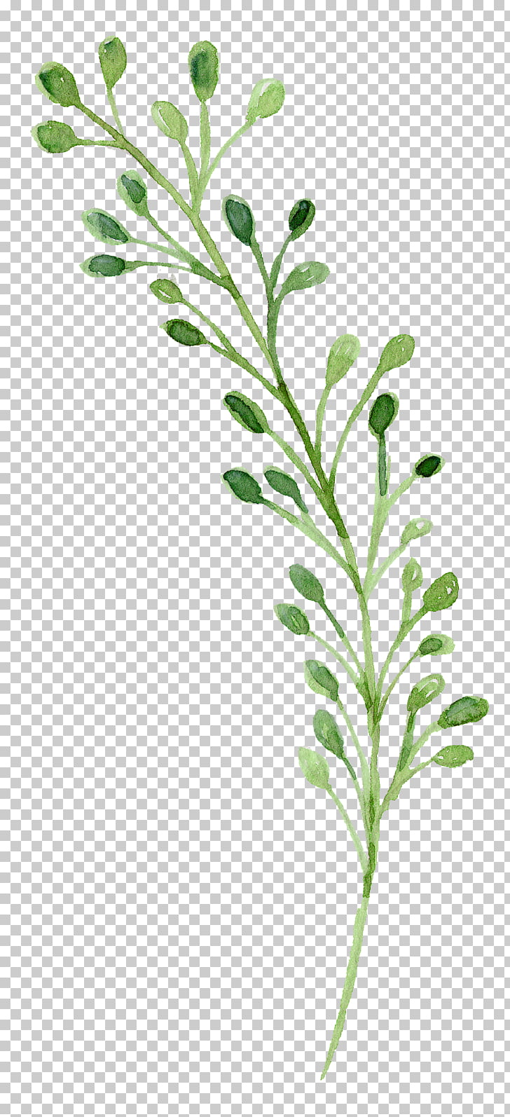 Watercolor painting Green, Watercolor flowers, green plant painting PNG clipart
