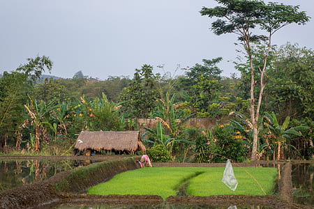 photo of person on grass field near house thumbnail