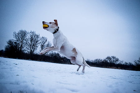 dog biting ball on snow thumbnail