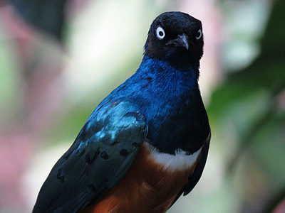 Shining Bird, Colorful thumbnail