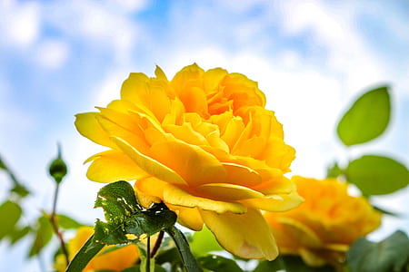 yellow rose selective-focus photography thumbnail