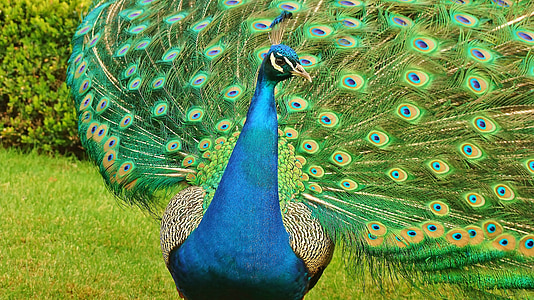 selective focus photo of male peacock thumbnail