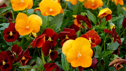 nature, red, field, flowers thumbnail