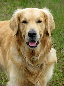 close up photography of adult golden retriever thumbnail