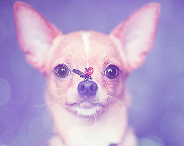 selective photo of tan and white Chihuahua thumbnail