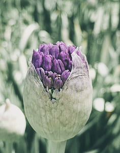 Macro Photography of a Flower Bud thumbnail