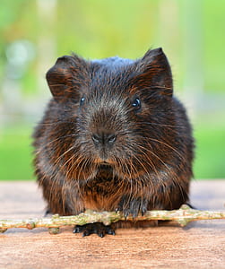 closeup photo of black rodent thumbnail