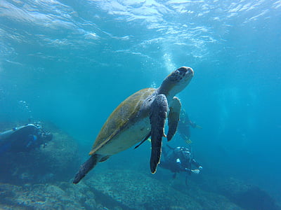 brown and grey ocean turtle thumbnail