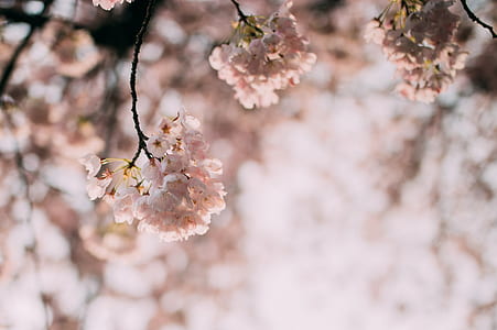 cherry blossom flowers in shallow focus shot thumbnail