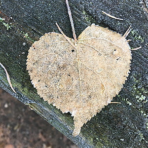 brown leaf thumbnail