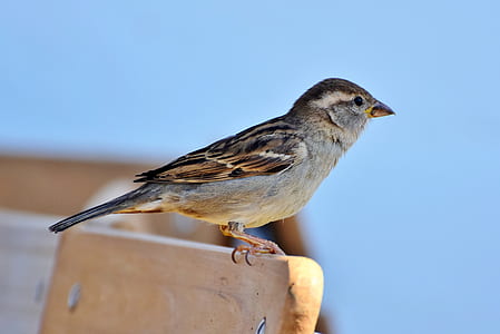 closeup photo of brown sparrow thumbnail