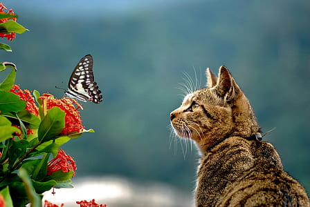 brown cat looking on black and white butterfly thumbnail