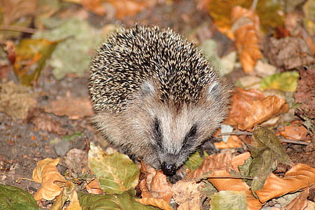 Brown Hedgehog on Brown and Green Leaves thumbnail
