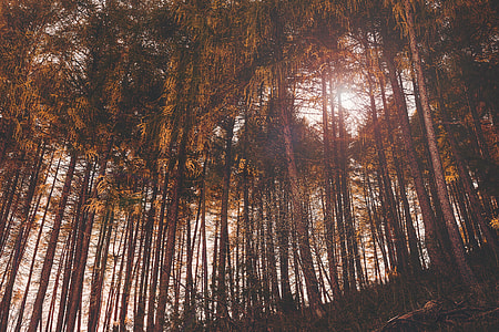 photo of tool trees thumbnail