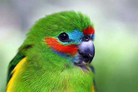 Parrot thumbnail