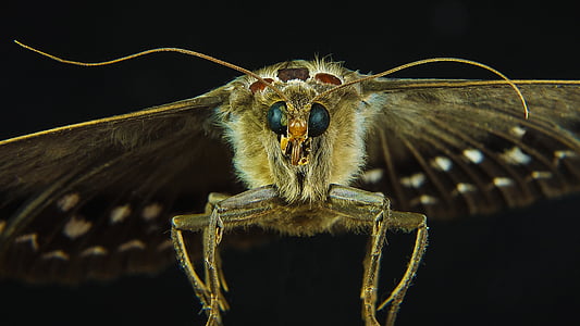 brown and grey moth on flight thumbnail