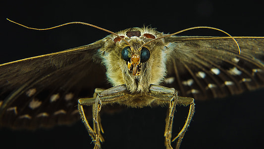 brown and black moth closeup photography thumbnail