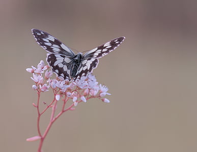 focus photography of paperkite butterfly perched on white petaled flower thumbnail