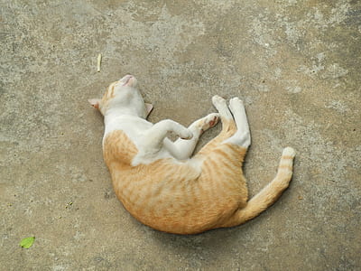 orange tabby cat thumbnail