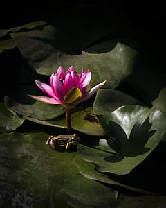 close up photography of pink water lily thumbnail