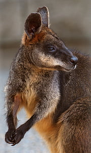 selective focus photography of brown and beige kangaroo thumbnail