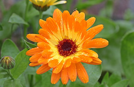 closeup photo of orange sunflower thumbnail