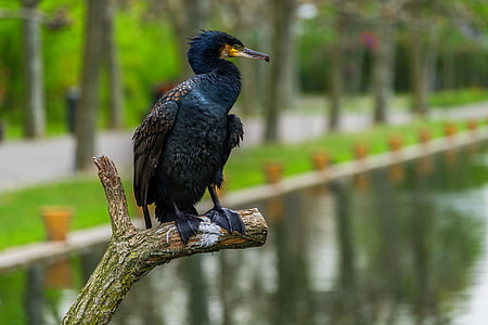 black bird perch on tree brunch near body of water thumbnail